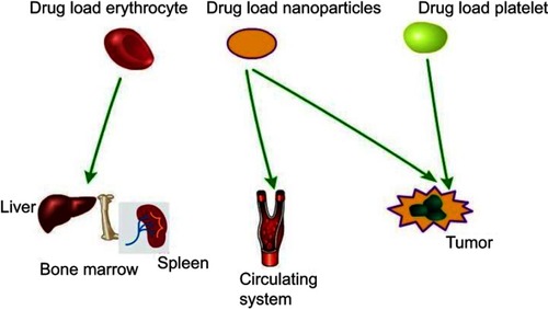 Figure 2 Encapsulation and conjugation are two main ways that drug attached to the carriers. Drugs can be encapsulated in erythrocyte or bound to cell membranes when erythrocyte is used as carriers. Drugs are mainly encapsulated in carriers, if nanoparticles or platelets are used as drug delivery carriers.