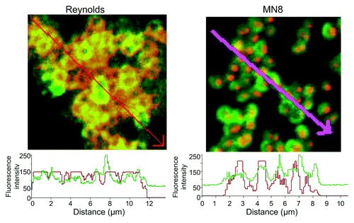 Figure 2. Quantification of the fluorescence intensity of the reactivity of S. aureus CP5 strain Reynolds and CP8 strain MN8 to antibody to the homologous CP antigen and PNAG. Binding of primary rabbit antibody to purified CP5 or CP8 conjugate antigens to S. aureus cells detected with anti-rabbit IgG secondary antibody conjugated to AlexaFluor (AF) 588 (red). Human mAb F598 to PNAG directly conjugated to AF 488 (Green) was used to detect PNAG on the bacterial surface. Histograms depict analysis of the co-localization of red and green pixels in samples reacted with antibody to both CP and PNAG antigens across the distances, in microns (µm), depicted on the X-axis. Arrows on photomicrographs indicate regions analyzed.