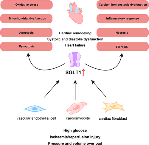 Figure 1 SGLT1 is involved in the pathological process of myocardial injury. Under some conditions, such as high glucose, ischemia/reperfusion injury, and pressure and volume overload, the expression of SGLT1 are increased in vascular endothelial cells, cardiomyocytes, and cardiac fibroblasts, which participate in the pathological processes of myocardial damage such as mitochondrial dysfunction, oxidative stress, and fibrosis, ultimately leading to cardiac remodeling, systolic and diastolic dysfunction, and the occurrence of heart failure.