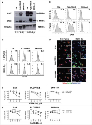 Figure 3. CAIX and CAXII expression and functional inhibition in HCC cell lines. The indicated HCC cell lines were cultured under either normoxic (N = 21% O2) or hypoxic (H = 1% O2) conditions for 72 h and were analyzed as indicated below. (A) The protein expression of CAIX, CAXII and vinculin was assessed by western blotting in cell lysates of the C3A, PLC/PRF/5 and SNU-449 cell lines. The cell surface expression of CAIX (B) and CAXII (C) was evaluated by flow cytometry. The number in each histogram plot shows the percentage of cells positive for the indicated markers (filled histograms) evaluated with respect to the corresponding secondary antibody (black line). Representative histograms from three independent experiments are shown. (D) The cellular distribution of CAXII was assessed by confocal laser scanning microscopy under the indicated conditions. Representative micrographs of triple immunofluorescence staining with anti-CAXII (green), anti-WGA (red, detecting the cell membrane) and anti-calnexin (blue, detecting the ER compartment) are reported. Scale bars = 50 μm and = 5 μm for the lower and higher magnification respectively. The cell viability of the HCC cell lines treated with different doses of S4 (µM) (E) and compound 25 (µM) (F) under normoxia (N = 21% O2, black triangles) or hypoxia (H = 1% O2, white triangles) for 72 h was evaluated using the MTT assay. The data show the percentage of viable cells of the untreated control and represent the mean of six replicate reactions from 3 independent experiments. IC50 values for S4 were >100 μM for all HCC cell lines grown under normoxic conditions and 57.4, 53.9 and >100 μM for C3 A, PLC/PRF/5 and SNU-449 exposed to hypoxia respectively. For compound 25, C3 A, PLC/PRF/5 and SNU-449 cells grown under normoxia displayed IC50 values of 198.5, 142.9 and >200 μM respectively. All the HCC cell lines exposed to hypoxia displayed IC50 values >200 μM for compound 25.