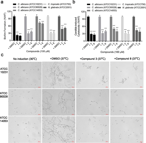 Figure 4. Analysis of biofilm formation (a), cytotoxicity (b) and hyphal formation (c) of different Candida spp. and N. glabrata clinical isolates in the absence or presence of compound 3 and compound 8 (100 µM). Data represent the means ± standard deviation of three independent experiments. **, P < 0.01; ***, P < 0.001 (unpaired t-test).