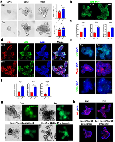 Figure 7. Ileal contents from fucose administrated mice promotes organoids development in a Gpr41/Gpr43 dependent manner. (a) Images of organoids that were treated with ileal contents from control and fucose-treated mice and statistical analysis of surface area and budding number (Scale bar, 50 μm). (b) if analysis of Lgr5-EGFP in organoids that were treated with ileal contents from control or fucose-treated mice (Scale bar, 50 μm). (c) Relative gene expression of Lgr5, Olfm4 and Ascl2 of organoids that were treated with ileal contents from control or fucose-treated mice. (d) EdU and Ki67 staining of organoids that were treated with ileal contents from control or fucose-treated mice (Scale bar, 50 μm). (e) if analysis of lysozyme, Muc2 and ChgA on organoids that were treated with ileal contents from control or fucose-treated mice (Scale bar, 50 μm). (f) Relative gene expression of Lyz1, Muc2 and ChgA of organoids that were treated with ileal contents from control or fucose-treated mice. (g) Images of organoids that were treated with ileal contents from control and fucose-treated mice when there were Gpr41/Gpr43 antagonist (Scale bar, 50 μm). (h) EdU staining on organoids that treated with ileal contents from control and fucose-treated mice when there was Wnt-c59 (Scale bar, 50 μm).