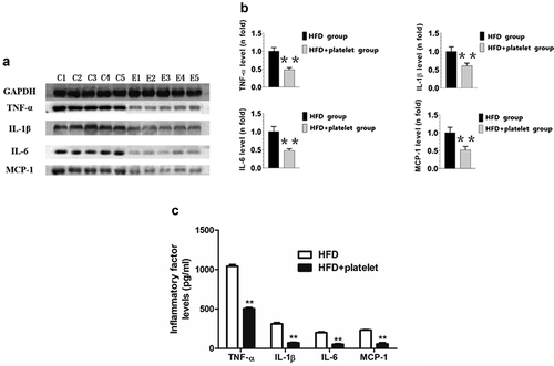 Figure 6. Platelet transfusion from wild-type C57BL/6 mice inhibited expression of inflammatory proteins in the aorta and in the peripheral blood from atherosclerotic mice; inflammatory cytokines were measured after fed with a high-fat diet (HFD) for 8 weeks with or without platelet transfusion. (a) Protein band diagram, C1–C5 represent the high-fat diet (HFD) group, E1–E5 represent the HFD+platelet group. (b) Western blot analysis of tumor necrosis factor-α (TNF-α), interleukin-1β (IL-1β), IL-6, and monocyte chemoattractant protein-1 (MCP-1). The ratio of TNF-α, IL-1β, IL-6, or MCP-1 proteins is set to “1” for the HFD group. (c) TNF-α, IL-1β, IL-6, and MCP-1 were measured by enzyme-linked immunosorbent assay (ELISA) from peripheral blood.