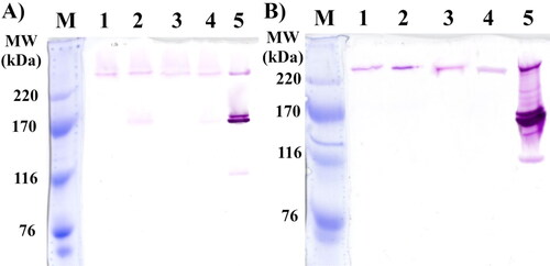 Figure 1. In situ SDS-PAGE analysis of extracellular and cell-associated glycansucrases from FLAB strains AG8, AG9, AG10 and AG11. M, protein standard (Amersham High Molecular Weight Calibration Kit for SDS Electrophoresis, GE Healthcare. Cat. 17-0615-01); (A) Lane 1, extracellular fraction of AG8; Lane 2, extracellular fraction of AG9; Lane 3, extracellular fraction of AG10; Lane 4, extracellular fraction of AG11; Lane 5, extracellular fraction of L. mesenteroides ATCC 8293. (B) Lane 1, cell-associated fraction of AG8; Lane 2, cell-associated fraction of AG9; Lane 3, cell-associated fraction of AG10; Lane 4, cell-associated fraction of AG11; Lane 5, cell-associated fraction of L. mesenteroides ATCC 8293.