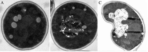 FIGURE 4 PEF-treated cells of S. cerevisiae observed using TEM: (a) control; (b) PEF-treated cells (30 kV/cm, 60 μs); (c) PEF-treated cells (35 kV/cm, 90 μs).