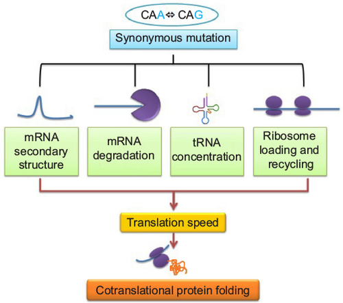 Figure 1 Relation between synonymous mutation and cotranslational protein folding: its effects on various factors controlling translation speed.