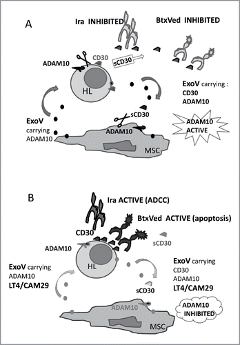 Figure 7. Proposed model for the role of ADAM10 inhibitors in maintaining BtxVed and Iratumumab biological effect. Panel A: HL malignant cells, expressing CD30, in the lymphoid tissue are in contact with MSC. Shedding of sCD30 as a consequence of ADAM10 enzymatic activity, either present at the surface of HL or MSC, or carried by ExoV, leads to decreased membrane-associated CD30 expression and impairment of BtxVed or Iratumumab (Ira) binding to HL cells. Panel B: LT4 and CAM29, either inside HL cells or MSC, or carried by ExoV, would inhibit cellular or exosomal ADAM10, reducing sCD30 release, increasing CD30 surface expression and allowing BtxVed or Ira recognition of HL cells and anti-tumor biological effect.