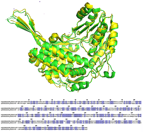 Fig. 1. Sequence and structure alignment of ALDA and BADH, ALDA shows in green, BADH shows in yellow.