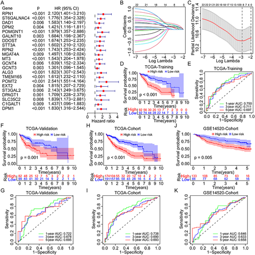 Figure 2 Construction and evaluation of the novel prognostic risk score model based on the GRGs in HCC. (A) Univariate Cox analysis of the differentially expressed GRGs for OS of HCC in the TCGA cohort. (B and C) Lasso Cox analysis to identify the critical GRGs for the construction of risk score model in the TCGA training group. Survival curves and the 1-, 3-, and 5-year ROC curves of high- and low-risk patients in the TCGA training group (D and E), the TCGA validation group (F and G), the TCGA overall cohort (H and I), and the GSE14520 cohort (J and K).