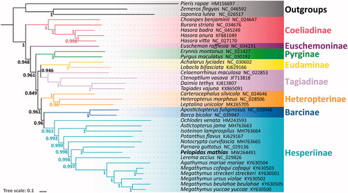 Figure 1. The phylogenetic relationships of Pelopidas mathias inferred by BI method based on PRT dataset.