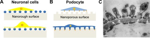 Figure 11 Geometry recognition differences between a neuronal cell line and podocytes.Notes: (A) The neuronal cell line has a preference for artificial surfaces provided with pillars which promote appropriate cellular adhesion and differentiation. On the contrary, (B) podocytes preferentially recognize grooves and pores on cross section, suggesting that this type of surface better resembles the three-dimensional surface of the GBM in vivo, represented in a (C) transmission electron microscopy image of a normal rat glomerulus, with arrows indicating the adhesion areas between the foot processes and the GBM. Scale bar =100 nm.Abbreviation: GBM, glomerular basement membrane.