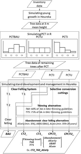 Figure 2. The structure of the scenario simulation. Pre-commercial thinning aimed at leaving larger trees (PCTBAU), a uniform distribution (PCTU) or an inverse J-shaped distribution (PCTJ). The scenarios simulated in Heureka were traditional management (BAU) with two commercial thinnings (CT 1, CT 2) and clear felling, conversion to selection forestry (SF) initiated at PCT (CPCTJ, CPCTU) or at the time of first (CT1) or second (CT2) commercial thinning in BAU. Scenarios for basal area after thinning were 75% (T75) and 60% (T60) compared to conventional guidelines (Skogsstyrelsen Citation1985a, Citation1989). Scenarios for abandonment of conversion forestry was continuous SF and clear felling at the same age as in BAU (ABAU), ending SF at minimum cutting age according to Swedish forestry act (SFA) and clear felling at max LEV (AEarly) and ending SF at minimum cutting age +20 years and clear felling at max LEV (ALate).