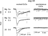 FIGURE 7 Extracellular focal recording of spontaneous and nerve-evoked EJCs from synaptic boutons in eag1 Sh120 larvae. (Left column) Lengthened decay of EJCs in SS, caused by asynchronous transmitter release. Asynchronous releases were still present when external solution was changed to HL3.1, but were suppressed by application of HL3 saline. (Right column) Numerous spontaneous releases, displayed at a slower time scale, were observed both in SS and in HL3.1, but disappeared in HL3.