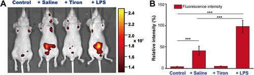 Figure 6 In vivo imaging of the inflammatory reactions using DAN/DAB-PPS-mPEG mixed micelles. (A) control: a mouse without surgery before administration of mixed micelles; Saline: a mouse pre-injected with saline before administration of mixed micelles; Tiron: a mouse pre-injected with Tiron before administration of mixed micelles; LPS: a mouse pre-injected with LPS before administration of mixed micelles; (B) statistical and analysis of the fluorescence intensity of the four groups (n=5). It was considered to be very significant when p < 0.005 (***).