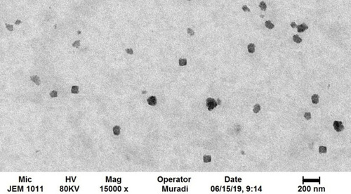 Figure 5 TEM image of SQ-loaded cubosomes.