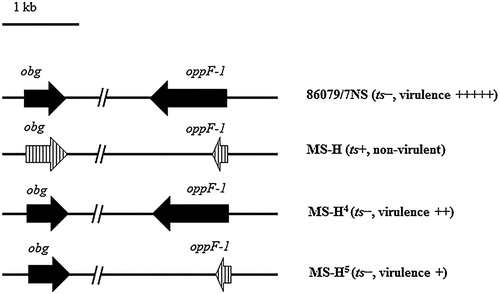 Figure 3. Phenotypes of appF-I and obg genes in 86079/NS, MS-H re-isolates. Solid arrows represent wild-type genes. Vertically hatched arrows represent vaccine-type genes.