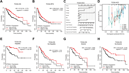 Figure 2 The correlation between ST6GAL1 mRNA expression and HCC patients’ prognosis in TCGA database. (A and B) The overall survival (n = 364, (A)) and relapse-free survival (n = 316, (B)) analysis between ST6GAL1 expression and HCC; (C) A nomogram that combines ST6GAL1 and other prognostic factors in HCC; (D) The calibration curve of the nomogram; (E–H) The overall survival analysis of ST6GAL1 expression in HCC patients with viral hepatitis (n = 150, (E)), no-viral hepatitis (n = 167, (F)), alcohol consumption (n = 115, (G)), and no-alcohol consumption (n = 202, (H)).