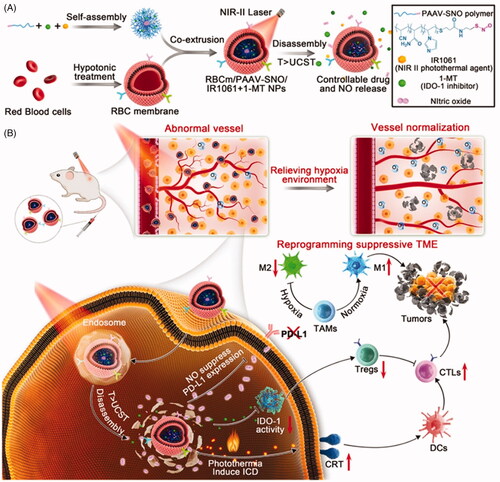 Figure 3. Schematic showing the structure and therapeutics releasing process of erythrocyte membrane-camouflaged nanobullets and (B) their capacities of reprogramming tumor immunosuppressive microenvironment and fighting immune cold tumor. Copyright 2020, American Chemical Society (Yang et al., 2020c).