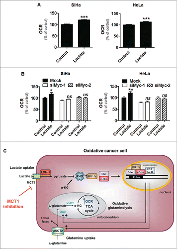 Figure 7. Lactate stimulates oxidative glutaminolysis. A-B, the oxygen consumption rate (OCR) of SiHa and HeLa cells was measured in a glucose-free fresh solution containing glutamine (2 mM), 6-h after cell treatment ± 10 mM sodium lactate. (A) OCR of wild-type SiHa and HeLa cells (n = 3 independent experiments; ***p < 0.005). (B) As in A but using mock-transfected SiHa and HeLa cells or the cells transfected with siMyc-1 or siMyc-2 (n = 3 independent experiments; ns, not significant; *p < 0.05, **p < 0.01). (C) Model depicting lactate-induced glutamine uptake and metabolism in oxidative cancer cells. According to the model, lactate enters into oxidative cancer cells using monocarboxylate transporter 1 (MCT1)-facilitated transport and is oxidized to pyruvate in the cytosol (the lactate dehydrogenase 1 [LDH1] reaction). Lactate-derived pyruvate mediates lactate signaling by competitively inhibiting the use of α-ketoglutarate (α-KG) by prolylhydroxylases (PHD), which results in HIF-2α protein stabilization. HIF-2α then stabilizes c-Myc protein expression (most probably by stabilizing c-Myc:Max complexes) in the cell nucleus where c-Myc promotes the transcription of target genes, among which SLC1A5/ASCT2 is the major membrane-bound glutamine transporter and glutaminase 1 (GLS1) catalyzes the conversion of L-glutamine to L-glutamate at the first step of glutaminolysis in the mitochondrion. Glutamine can be used either in the cytosol or in the mitochondrion. In the mitochondrial matrix, glutamate dehydrogenase 1 (GDH1) converts L-glutamate in α-KG to fuel oxidative glutaminolysis. Because silencing MCT1 blocks lactate-induced c-Myc activation, MCT1 inhibitors have the potential to indirectly inhibit glutamine uptake and metabolism in oxidative cancer cells.