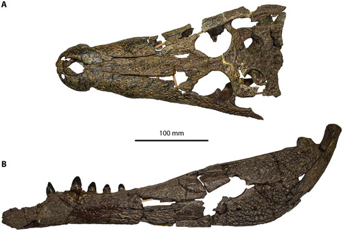 Figure 11. Kambara. A, Kambara implexidens, QMF29662, holotype, skull in dorsal view. B, Kambara molnari, QMF12364, holotype, left mandible in lateral view.