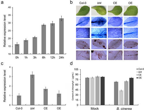 Figure 1. The BT4 gene positively regulate the resistance of Arabidopsis to Botrytis cinerea. (a) The expression level of BT4 gene under wounding treatment. (b) Trypan blue and DAB observation of Col-0, bt4 mutant, CE and OE. (c) Expression level BcACTIN in Col-0, bt4 mutant, CE and OE inoculated by B. cinerea. (d) Evaluation of Col-0, bt4 mutant, CE and OE chlorophyll content after inoculation of B. cinerea.