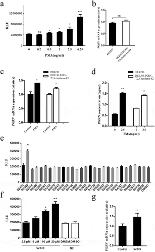 Figure 4. The effect of small molecule chemical drugs on PGRN transcription regulation. (a) Different doses of PMA were added to HEK293-PGRN-T2A-Luciferase-KI cell line. The luciferase activity was detected 48 h post-treatment with PMA. (b) The endogenous PGRN mRNA level was assayed in the HEK293 and HEK293-PGRN-T2A-Luciferase-KI cell lines in the presence of PMA by real-time PCR. The effect of PMA (2.5 ng/ml) on the endogenous PGRN mRNA level (c) and the PGRN protein level from supernatant (d) were analyzed in the HEK293 and the HEK293-PGRN-T2A-Luciferase-KI cell lines. (e) A library of 28 inflammation and lipid metabolism related small molecules were screened in HEK293-PGRN-T2A-Luciferase-KI cell line. (f) Different doses (2.5, 5, 10, 20 µM) of S2349 were added to HEK293-PGRN-T2A-Luciferase-KI cell line. The luciferase activity was detected 48 h post-treatment with S2349. (g) The endogenous PGRN mRNA level was assayed in the HEK293 treated with S2349 (10 µM) by real-time PCR. NC, negative control; ns, no significant. Statistically significant differences were indicated: *P < 0.05; **P < 0.01; ***P < 0.001; Student’s t-test.