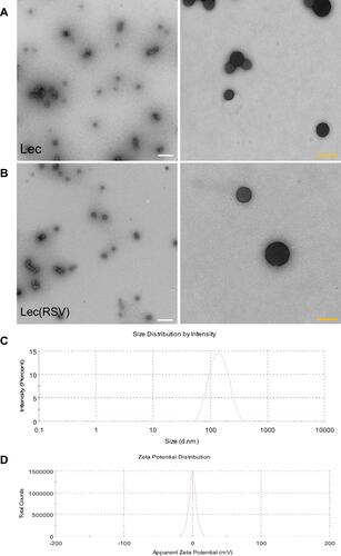 Figure 2 The size of empty Lec nanoparticle and Lec(RSV) nanoparticle. (A) TEM analysis of empty Lec nanoparticle. (B) TEM analysis of Lec(RSV) nanoparticles; Orange scale bar indicated 200 nm; while scale bar indicated 100 nm. (C) The plot of the average hydrodynamic size of Lec(RSV) nanoparticles; (D) the plot of zeta potential of Lec(RSV) nanoparticles.