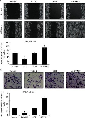 Figure 3 Overexpression of FOXN2 suppresses the migration and invasion of breast cancer cells.Notes: (A) FOXN2 was overexpressed or knocked down in MDA-MB-231 cells; after transfection for 48 hours, wound healing assay was performed to detect the effect of FOXN2 on cell migration, revealing that ectopic expression of FOXN2 in MDA-MB-231 cell resulted in a reduced relative distance of cellular wound, and inhibition of FOXN2 led to an elevated relative distance of cellular wound, compared with individual control groups. *P<0.05 vs vector or SCR group. Magnification: 40×. (B) FOXN2 was overexpressed or knocked down in MDA-MB-231 cells; after transfection for 48 hours, transwell invasion assay was performed to detect the effect of FOXN2 on cell invasion, indicating that upregulation of FOXN2 in MDA-MB-231 cell resulted in a reduced number of invaded cells, and inhibition of FOXN2 led to an elevated number of invaded cells, compared with individual control groups. *P<0.05 vs vector or SCR group. Magnification: 40×.Abbreviations: FOXN2, forkhead box N2; SCR, scramble siRNA; siFOXN2, FOXN2 siRNA.