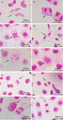 Figure 1. Different types of aberrations induced by ETF and ETF+CYC in root tip cells of Allium cepa (1000×). (a) Chromosome bridge; (b) fragments; (c) disturbed anaphase; (d) disturbed telophase with stickiness; (e, f) C-mitosis; (g) vagrant chromosome; (h) binucleated cell; (i) polyploid cell; (j) stickiness.