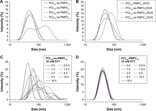 Figure 5 Size distribution of blank micelles (A) and DOX-loaded micelles (B). Diameter change of PCL20-ss-PMPC10 (C) and PCL20-PMPC10 (D) micelles in response to 10 mM DTT under 37°C measured by DLS.Abbreviations: DOX, doxorubicin; DTT, DL-dithiothreitol; DLS, dynamic light scattering; PCL-ss-PMPC, poly(ε-caprolactone)-b-poly(2-methacryloyloxyethyl phosphorylcholine) with disulfide; PCL-PMPC, poly(ε-caprolactone)-b-poly(2-methacryloyloxyethyl phosphorylcholine) without disulfide.