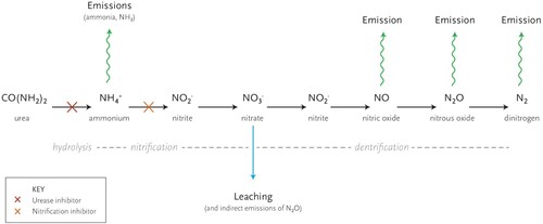 Figure 12. Nitrogen transformation and losses from soil (adapted from Cardenas et al. Citation2019).