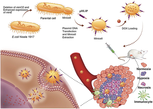 Figure 2 Schematic illustration depicting the construction of the minicellspHLIP for targeted delivery of chemotherapeutic drugs into the hypoxic regions of solid tumors to kill cancer cells.