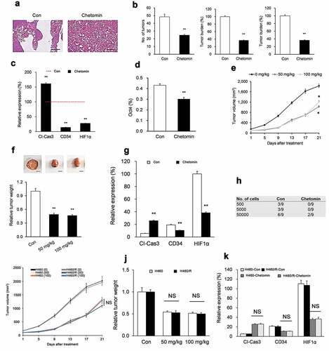 Figure 4. Chetomin inhibits lung tumorigenesis in NSCLC mouse models.