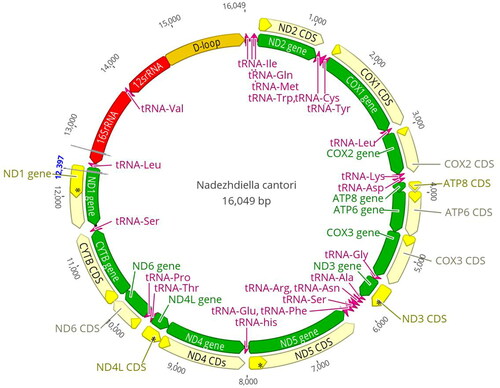 Figure 2. Genome map of the mitogenome of N. cantori.