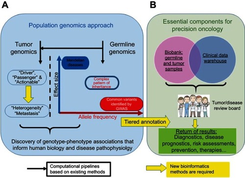 Figure 1 From population genomics to precision medicine. (A) Current population genomics strategies. (B) Essential components for the translation of population genomics to precision oncology.
