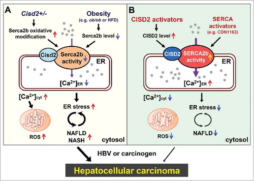 Figure 1. CISD2 as a potential therapeutic drug target for the treatment of NAFLD and NASH, and the prevention of HCC. A, In mice, CDGSH iron sulfur domain 2 (Cisd2) haploinsufficiency impairs sarcoplasmic/endoplasmic reticulum Ca2+ ATPase 2 isoform b (Serca2b) activity and disrupts Ca2+ homeostasis leading to non-alcoholic fatty liver disease (NAFLD). While obesity impairs Serca2b activity via a decrease in Serca2b protein level. B, In human, CISD2 and SERCA2b are both possible drug targets for the treatment of NAFLD and the prevention of hepatocellular carcinoma (HCC). In addition to directly target SERCA2b, CISD2 activators may have the potential to treat NAFLD indirectly by enhancing SERCA2b activity through an increase in CISD2 protein level. ER, endoplasmic reticulum; HBV, hepatitis B virus; HFD, high fat diet; NASH, nonalcoholic steatohepatitis.