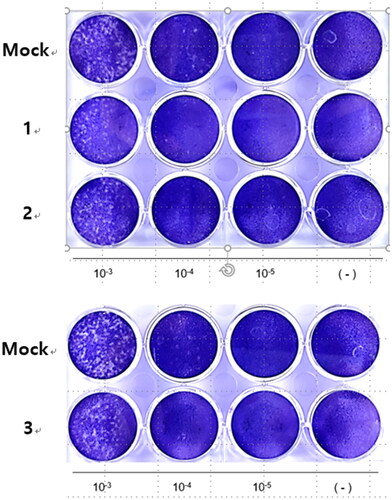 Figure 6. Compounds 1–3 reduced the number of plaque formation. RD cells were infected with HCoV-OC43 and cells were incubated with compounds 1–3. To visualise the plaque formation, the infected cells were stained with crystal violets.