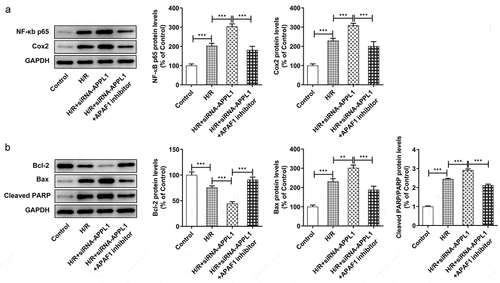 Figure 8. APAF1 inhibitor reversed the effect of APPL1 knockdown on inflammation and apoptosis in H9C2 cells under H/R challenge. (a) The expression levels of NF-κb p65 and Cox2 were determined by western blotting. (b) The expression levels of Bcl-2, Bax, cleaved PARP were quantified by western blotting. Error bars represent the mean ± SEM from three independent experiments. **P < 0.01, ***P < 0.001