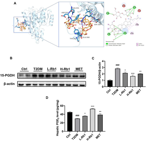 Figure 3 15-hydroxyprostaglandin dehydrogenase (15-PGDH) is a vital regulator of Rb1 in preventing T2DM. (A) Molecular docking analysis of the interaction between Rb1 and 15-PGDH. (B) The hepatic expression level of 15-PGDH was analyzed using Western blotting analysis. β-actin was used as the control for loading. (C) The bar chart displayed the quantitative data of 15-PGDH/β-actin obtained from Western blot analysis; n = 4. (D) Hepatic prostaglandin E2 (PGE2) levels; n = 6. ###P < 0.001 vs the Ctrl group; *P < 0.05, **P < 0.01, ***P < 0.001 vs the T2DM group.