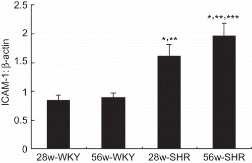 Figure 3. Renal mRNA expression of ICAM-1 in four groups. The relative expression ratio of ICAM-1 mRNA in relation to β-actin mRNA was determined. Data are shown as means ± SD.Notes: *p < 0.05 versus 28w-WKY rats; **p < 0.05 versus 56w-WKY rats; ***p < 0.05 versus 28w-SHR rats.