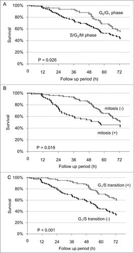 Figure 3. Survival analysis of individual cells after irradiation with 100 J/m2 UVB. (A) Kaplan-Meier survival curve for G0/G1 phase cells and S/G2/M phase cells at the onset of UVB irradiation. (B) Kaplan-Meier survival curve for the cells entering mitosis within 24 h after UVB irradiation compared to non-mitotic cells. (C) Kaplan-Meier survival curve for the cells which transitioned from G1 phase to S phase within 24 h after UVB irradiation, compared with cells without G1/S transition.