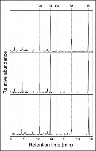 Figure 2 DFRC GC analysis of lignin monomer diversity in vascular plants. Arabidopsis Columbia wild type (top) and the fah 1–2 mutant (middle) serve as positive and negative controls for the presence of syringyl lignin. DFRC lignin analysis was performed as previously described.Citation17 DFRC analysis of a sample of Podocarpus macrophyllus (bottom) collected from the Chicago Botanic Garden reveals the presence of syringyl lignin in this gymnosperm. G/S, guaiacyl/syringyl lignin derivative; c/t: cis/trans; IS, internal standard.