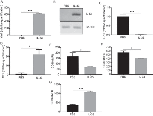 Figure 5. IL-33 promotes activation of peritoneal macrophages.