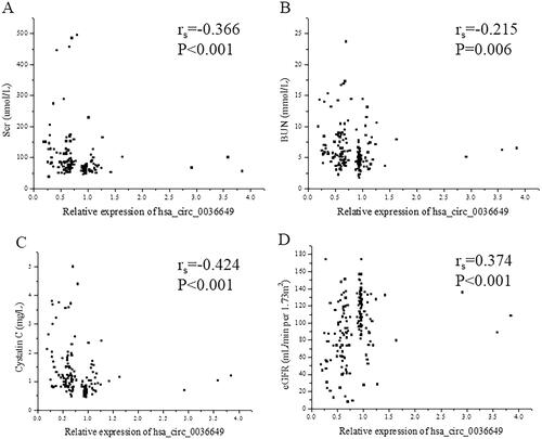 Figure 4. Correlation between hsa_circ_0036649 expression and clinical parameters. (A) Spearman correlation between hsa_circ_0036649 and Scr (rs = −0.366, p < .001). (B) Spearman correlation between hsa_circ_0036649 and BUN (rs = −0.215, p = .006). (C) Spearman correlation between hsa_circ_0036649 and cystatin c (rs = −0.424, p < .001). (D) Spearman correlation between hsa_circ_0036649 and eGFR (rs = 0.374, p < .001).