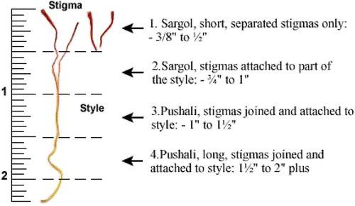 FIGURE 1 Saffron stigmas with yellow style.[Citation26]