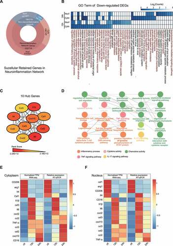 Figure 4. Differentially expressed genes were in closely relevant to the inflammatory response. (A) Percentage of genes forming neuroinflammation network from subcellular-retained DEGs in microglia exposed to 10 μM oxy-Hb stimulation for the indicated time. (B) Heatmap showing the log10(Counts) for enriched GO terms of down-regulated genes in the comparisons of different subcellular localization and time course. The colour intensity indicates the enrichment level of each GO term. (C) Protein–protein interaction (PPI) network analysis of inflammation-related genes. 254 inflammation-related genes were performed PPI network analysis using the STRING database. The top 10 hub genes were identified and ranked by the maximal clique centrality (MCC) method. (D) GO enrichment analysis of top 10 hub genes in (C) using ClueGO plugin in Cytoscape software, each node represents a statistically significant GO term (P < 0.05). The edge between the nodes shows overlapping genes. (E, F) Expression patterns of genes in the RNA-seq (left) and RT-qPCR (right) data in the subcellular components. Figure (E) shows samples collected from the cytoplasm and (F) from the nucleus. RNA-seq data were normalized with TPM and relative expression levels of RT-qPCR were normalized to GAPDH with three biological replicates