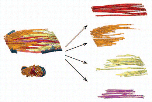 Figure 1 MT groups found within the midbody. Continuous MTs (red); polar MTs originating (minus end) from the side of the first daughter cell (yellow); polar MTs originating (minus end) from the side of the second daughter cell (orange); minus-end capped MTs (purple).