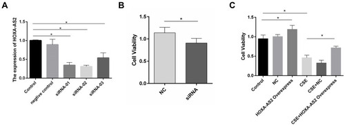 Figure 4 HOXA-AS2 promoted the proliferation of HPMECs. (A) Three kinds of siRNAs were transfected into HPMECs, and the relative expression levels of HOXA-AS2 were measured by real-time PCR. All the siRNAs could cause significant decrease in HOXA-AS2 expression. (B) HPMECs were transfected with negative control (NC) and HOXA-AS2 siRNA for 24 h, and cell viability was measured by CCK-8 assay. This showed that the silence of HOXA-AS2 decreased the proliferation of HPMECs. (C) After transfection with HOXA-AS2 overexpression lentiviral vectors and empty lentiviral vectors, HPMECs were incubated with 2.5% CSE for 24 h. Then, the cell viability was measured by CCK-8 assay. The results suggested that HOXA-AS2 promoted the viability of HPMECs and partly rescued the damage of cell proliferation induced by CSE. All data are presented as mean ± SEM. *P < 0.05. We used GAPDH as the internal loading control and calculated the relative expression of lncRNA by 2−∆∆CT method. All experiments were performed independently at least 3 times.