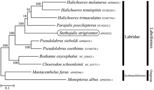 Figure 1. Phylogenetic position of Stethojulis strigiventer based on a comparison with the complete mitochondrial genome sequences of 10 species. The analysis was performed using MEGA 7.0 software. The accession number for each species is indicated after the scientific name.