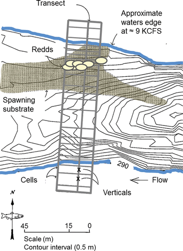 Figure 19. An overhead example of a spawning site located along the Upper Hells Canyon spawning area including spawning substrate distribution (e.g., Figure 20), channel bathymetry, redd locations, and a sampling transect where depth, velocity, and substrate were measured to quantify spawning habitat. The figure originally published in Connor et al. (Citation2001) was provided for use by the editorial staff of Northwest Science. The font was modified and color added.